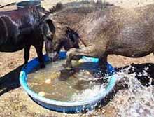 Bobbing for apples